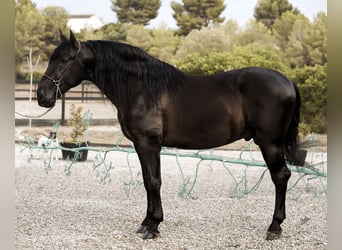 PRE, Stallion, 4 years, 16,2 hh, Black