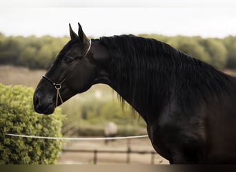 PRE, Stallion, 4 years, 16,2 hh, Black