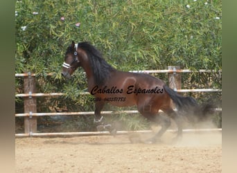 PRE, Hengst, 4 Jahre, 16,2 hh, Brauner