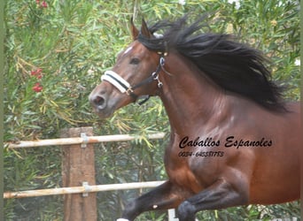 PRE, Hengst, 4 Jahre, 16,2 hh, Brauner