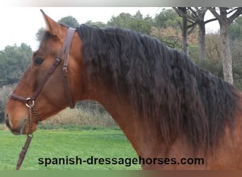 PRE Mix, Stallion, 4 years, 16,2 hh, Brown