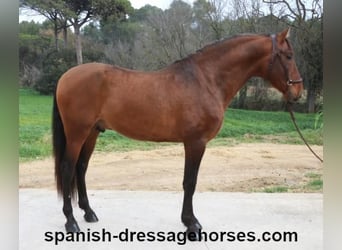 PRE Mix, Stallion, 4 years, 16,2 hh, Brown