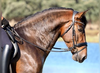 PRE Mix, Stallion, 4 years, 16,2 hh, Brown