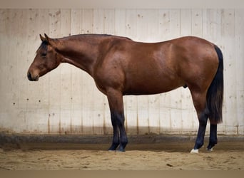 PRE, Stallion, 4 years, 16.2 hh, Brown-Light