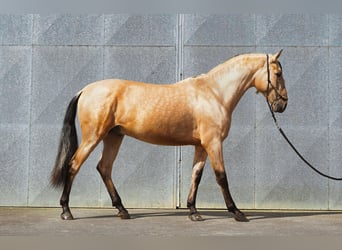 PRE, Stallion, 4 years, 16.2 hh, Buckskin