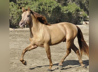 PRE, Stallion, 4 years, 16.2 hh, Champagne