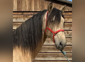 PRE Mix, Hengst, 4 Jahre, 16,2 hh, Falbe