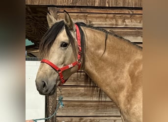 PRE Mix, Hengst, 4 Jahre, 16,2 hh, Falbe