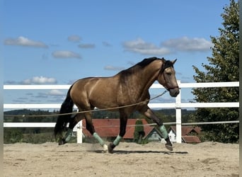 PRE Mix, Stallion, 4 years, 16,2 hh, Dun