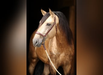 PRE Mix, Stallion, 4 years, 16,2 hh, Dun