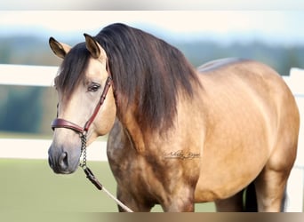 PRE Mix, Stallion, 4 years, 16,2 hh, Dun