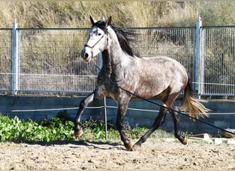 PRE, Stallion, 4 years, 16.2 hh, Gray