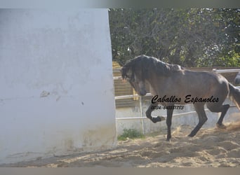PRE, Stallion, 4 years, 16.2 hh, Gray-Dapple