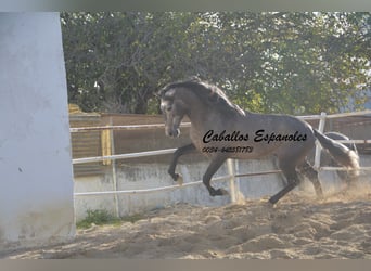 PRE, Stallion, 4 years, 16.2 hh, Gray-Dapple