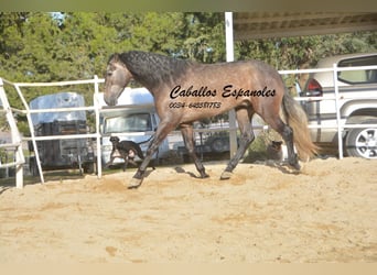 PRE, Stallion, 4 years, 16.2 hh, Gray-Dapple