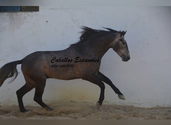PRE, Stallion, 4 years, 16.2 hh, Gray-Dapple