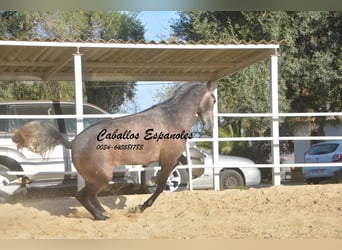 PRE, Stallion, 4 years, 16.2 hh, Gray-Dapple
