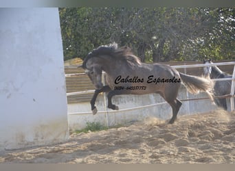 PRE, Stallion, 4 years, 16.2 hh, Gray-Dapple