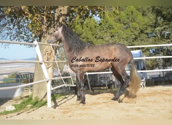 PRE, Stallion, 4 years, 16.2 hh, Gray-Dapple