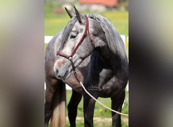 PRE, Stallion, 4 years, 16.2 hh, Gray-Dark-Tan