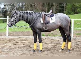 PRE, Stallion, 4 years, 16.2 hh, Gray-Dark-Tan
