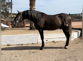 PRE, Stallion, 4 years, 16,2 hh, Gray