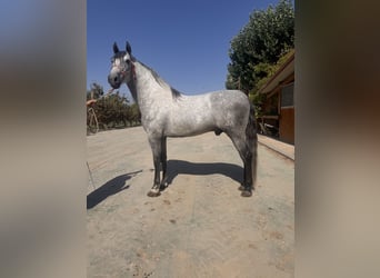 PRE, Stallion, 4 years, 16.2 hh, Grey