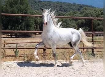 PRE Mix, Stallion, 4 years, 16.2 hh, Grey