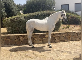PRE Mix, Stallion, 4 years, 16.2 hh, Grey