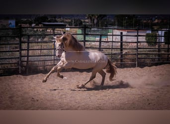 PRE, Stallion, 4 years, 16.2 hh, Perlino