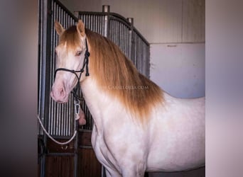 PRE, Stallion, 4 years, 16.2 hh, Perlino