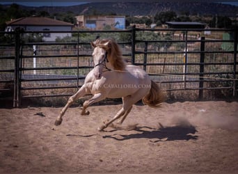 PRE, Stallion, 4 years, 16.2 hh, Perlino