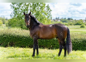 PRE, Stallion, 4 years, 16.2 hh, Smoky-Black