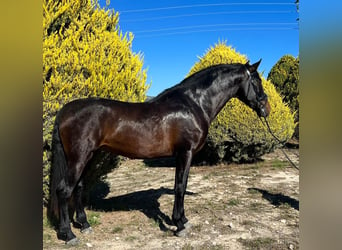 PRE, Stallion, 4 years, 16.3 hh, Bay-Dark