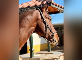 PRE Mix, Stallion, 4 years, 16.3 hh, Bay-Dark