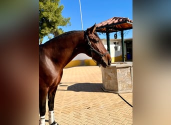 PRE Mix, Stallion, 4 years, 16.3 hh, Bay-Dark