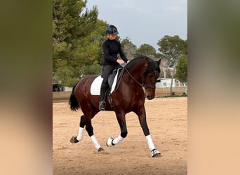 PRE Mix, Stallion, 4 years, 16.3 hh, Bay-Dark