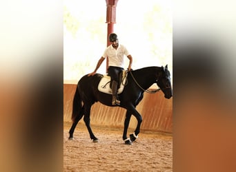 PRE, Stallion, 4 years, 16,3 hh, Black