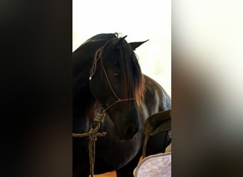 PRE, Stallion, 4 years, 16,3 hh, Black