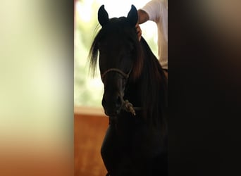 PRE, Stallion, 4 years, 16,3 hh, Black