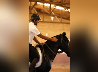 PRE, Stallion, 4 years, 16,3 hh, Black