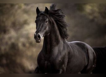 PRE, Stallion, 4 years, 16,3 hh, Black