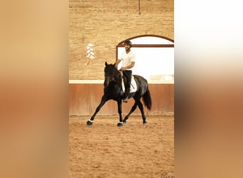 PRE, Stallion, 4 years, 16,3 hh, Black