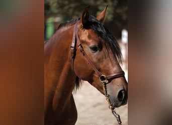 PRE Mix, Stallion, 4 years, 16,3 hh, Brown