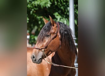 PRE Mix, Stallion, 4 years, 16,3 hh, Brown