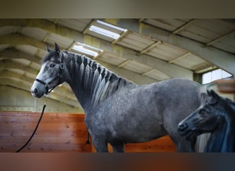 PRE, Stallion, 4 years, 16.3 hh, Gray-Dark-Tan