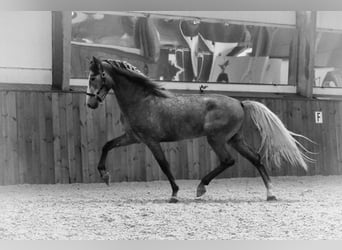 PRE, Stallion, 4 years, 16.3 hh, Gray-Dark-Tan