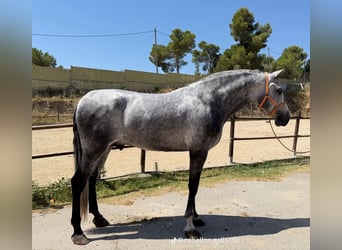 PRE Mix, Stallion, 4 years, 16.3 hh, Grey
