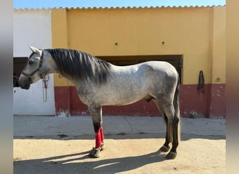 PRE, Stallion, 4 years, 16.3 hh, Grey