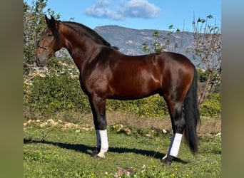 PRE Mix, Stallion, 4 years, 16 hh, Bay-Dark